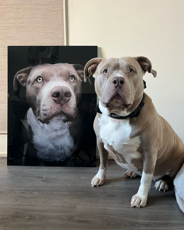 Pure Black Dog Portrait