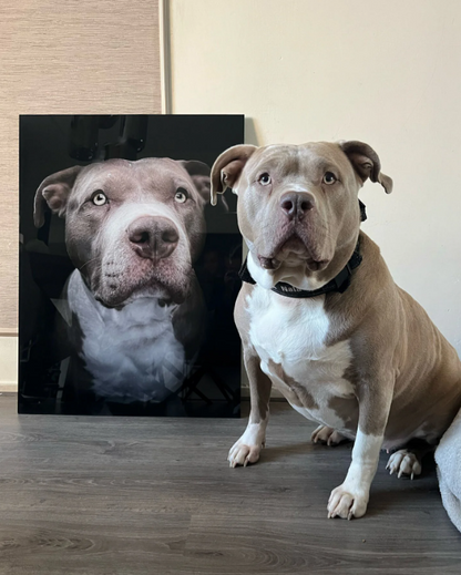 Pure Black Dog Portrait